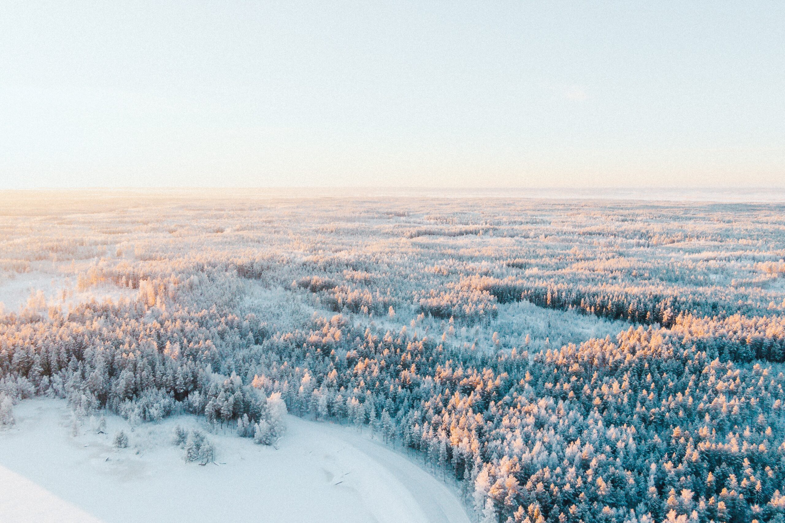 A snowy forest with trees