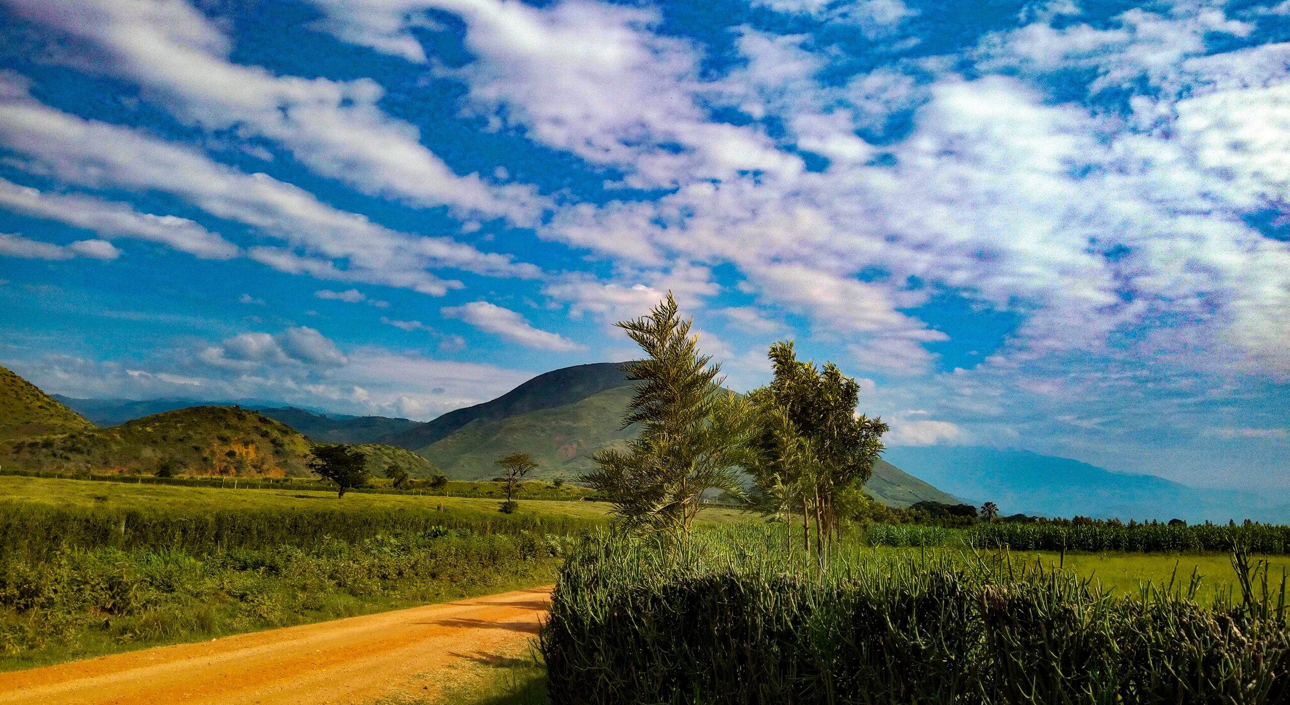 A dirt road with trees and mountains in the background